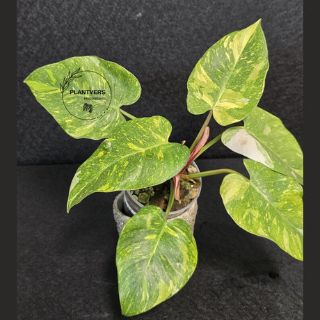 Variegated Aroid