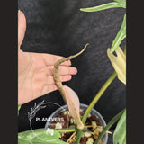 Philodendron Florida Beauty x Tortum Extremely Rare Plant Exact Pot - Cream, White Variegation Super Rare Collector EXACT Plant