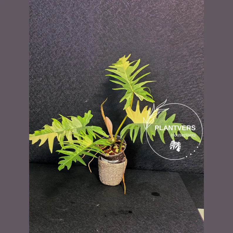 Philodendron Florida Beauty x Tortum Extremely Rare Plant Exact Pot - Cream, White Variegation Super Rare Collector EXACT Plant