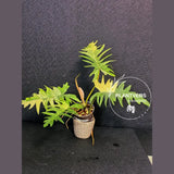 Philodendron Florida Beauty x Tortum Extremely Rare Plant Exact Pot - Cream, White Variegation Super Rare Collector EXACT Plant