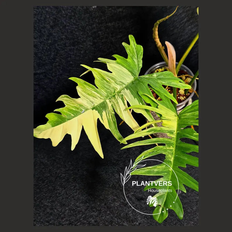 Philodendron Florida 