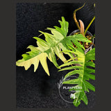 Philodendron Florida 
