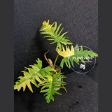 Philodendron Florida Beauty x Tortum Extremely Rare Plant Exact Pot - Cream, White Variegation Super Rare Collector EXACT Plant