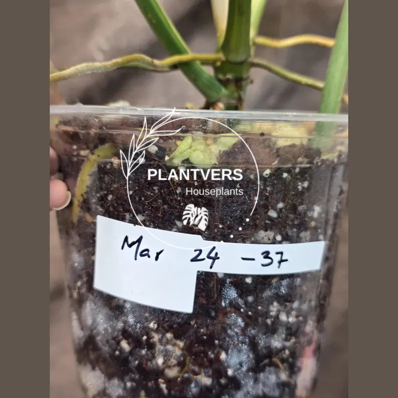 Philodendron Florida Beauty x Tortum Extremely Rare Plant Exact Pot - Cream, White Variegation Super Rare Collector EXACT Plant