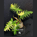 Philodendron