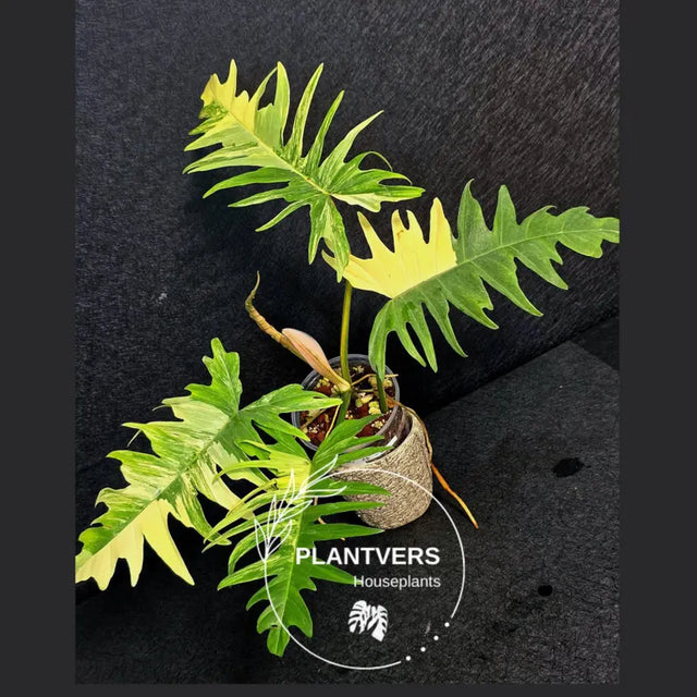 Philodendron