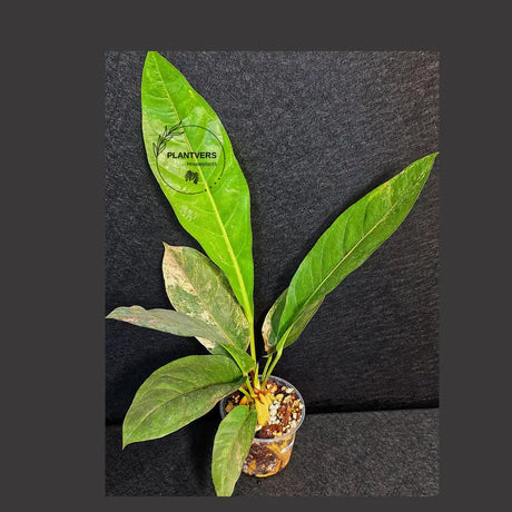 Anthurium Renaissance Pink in a Nursery Pot - Super Rare Pink Yellow Variegated - Beginner Friendly Exact Same Plant - US Seller