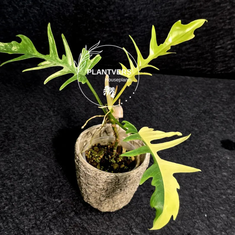 Philodendron Florida Beauty x Tortum Extremely Rare Plant Exact Pot - Cream, White Variegation Super Rare Collector EXACT Plant