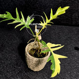 Philodendron Florida Beauty x Tortum Extremely Rare Plant Exact Pot - Cream, White Variegation Super Rare Collector EXACT Plant