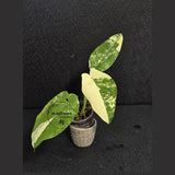 Super Rare Syngonium Chiapense Albo Variegated - Stunning Aroid - Beginners Plant - Exact SAME Plant - US Seller