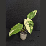 Super Rare Syngonium Chiapense Albo Variegated - Stunning Aroid - Beginners Plant - Exact SAME Plant - US Seller