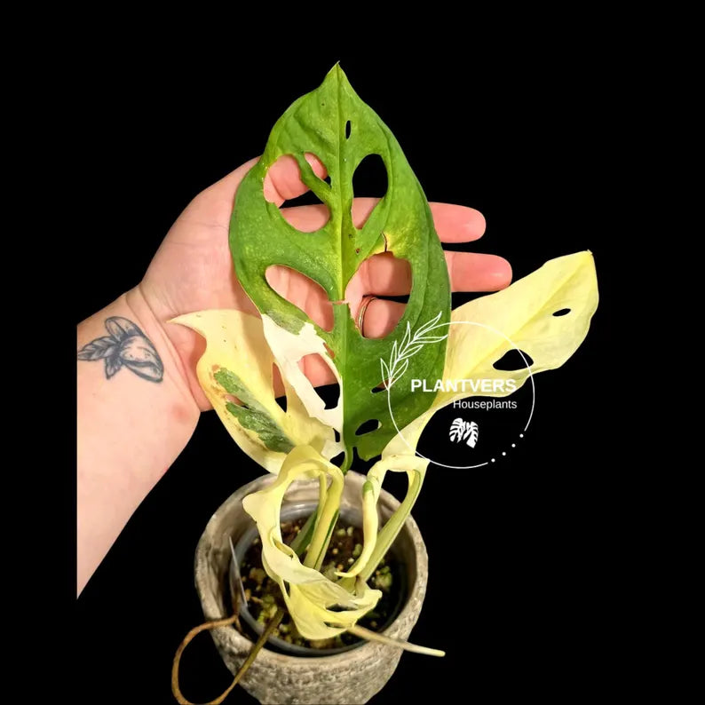 Variegated Monstera Adansonii Albo - Rare Swiss Cheese EXACT Same Plant - US Seller