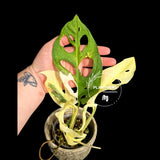 Variegated Monstera Adansonii Albo - Rare Swiss Cheese EXACT Same Plant - US Seller