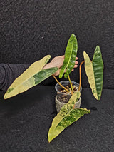 Variegated Billietiae Philodendron Live Plant - Super Rare Collector Plant - Big Leaf Rare Unique Plant - Exact Same Plant - US Seller