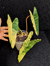 Variegated Billietiae Philodendron Live Plant - Super Rare Collector Plant - Big Leaf Rare Unique Plant - Exact Same Plant - US Seller