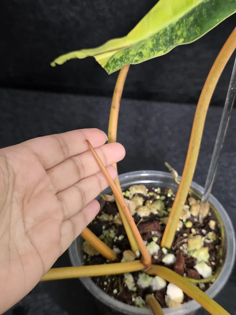Variegated Billietiae Philodendron Live Plant - Super Rare Collector Plant - Big Leaf Rare Unique Plant - Exact Same Plant - US Seller