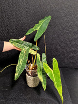 Variegated Billietiae Philodendron Live Plant - Super Rare Collector Plant - Big Leaf Rare Unique Plant - Exact Same Plant - US Seller