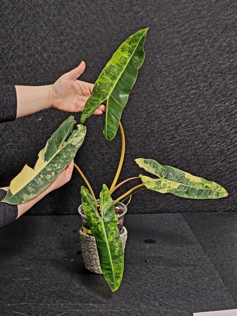 Variegated Billietiae Philodendron Live Plant - Super Rare Collector Plant - Big Leaf Rare Unique Plant - Exact Same Plant - US Seller