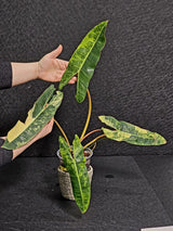 Variegated Billietiae Philodendron Live Plant - Super Rare Collector Plant - Big Leaf Rare Unique Plant - Exact Same Plant - US Seller