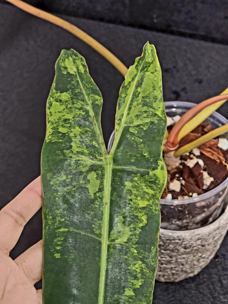 Variegated Billietiae Philodendron Live Plant - Super Rare Collector Plant - Big Leaf Rare Unique Plant - Exact Same Plant - US Seller