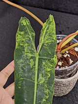 Variegated Billietiae Philodendron Live Plant - Super Rare Collector Plant - Big Leaf Rare Unique Plant - Exact Same Plant - US Seller