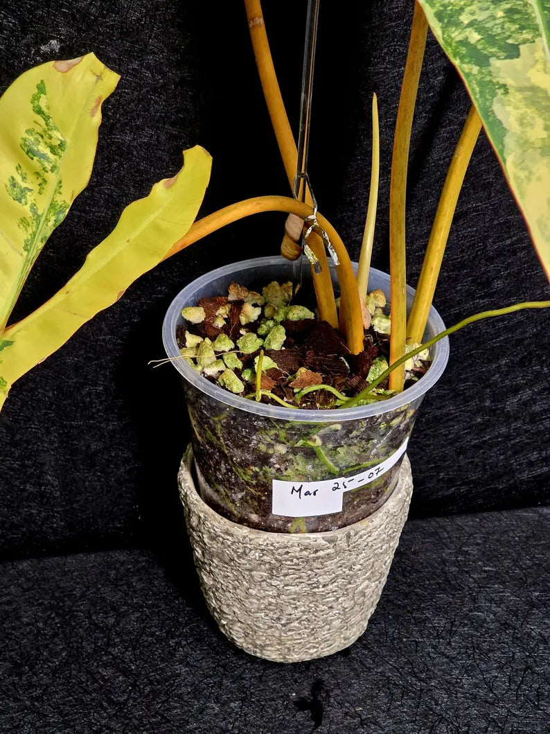 Variegated Billietiae Philodendron Live Plant - Super Rare Collector Plant - Big Leaf Rare Unique Plant - Exact Same Plant - US Seller