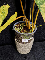 Variegated Billietiae Philodendron Live Plant - Super Rare Collector Plant - Big Leaf Rare Unique Plant - Exact Same Plant - US Seller