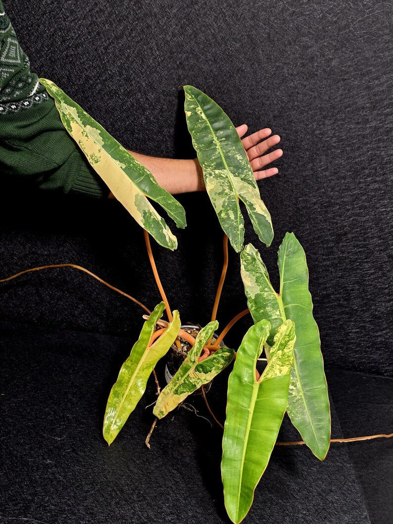 Variegated Billietiae Philodendron Live Plant - Super Rare Collector Plant - Big Leaf Rare Unique Plant - Exact Same Plant - US Seller