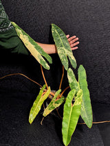 Variegated Billietiae Philodendron Live Plant - Super Rare Collector Plant - Big Leaf Rare Unique Plant - Exact Same Plant - US Seller