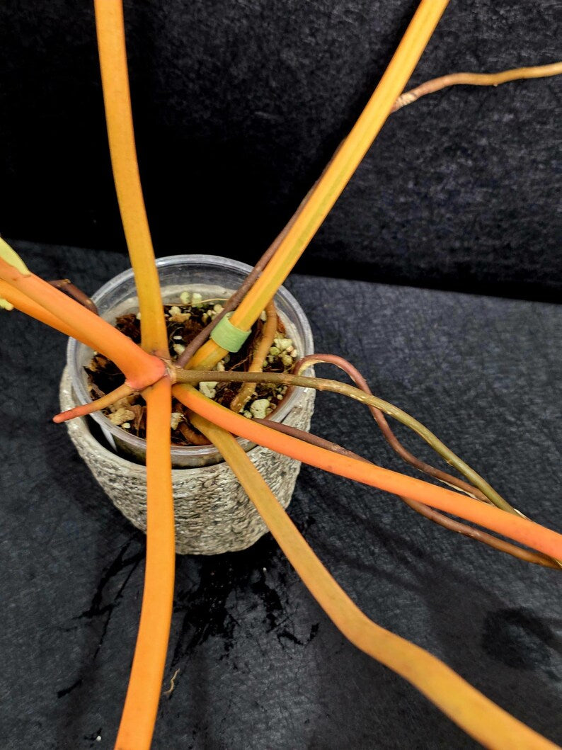 Variegated Billietiae Philodendron Live Plant - Super Rare Collector Plant - Big Leaf Rare Unique Plant - Exact Same Plant - US Seller