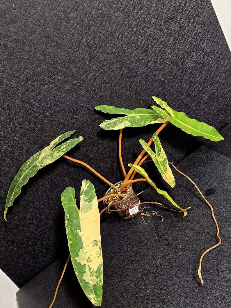 Variegated Billietiae Philodendron Live Plant - Super Rare Collector Plant - Big Leaf Rare Unique Plant - Exact Same Plant - US Seller