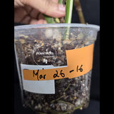 Rare Variegated Monstera Albo Half-Moon Leaf Plant - White Albo Borsigiana EXACT Plant - US Seller