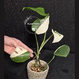 Rare Variegated Monstera Albo Half-Moon Leaf Plant - White Albo Borsigiana EXACT Plant - US Seller
