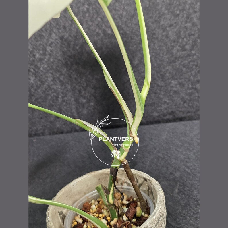 Rare Variegated Monstera Albo Half-Moon Leaf Plant - White Albo Borsigiana EXACT Plant - US Seller