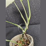 Rare Variegated Monstera Albo Half-Moon Leaf Plant - White Albo Borsigiana EXACT Plant - US Seller
