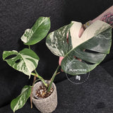 Variegated Monstera Albo - Rare White Monstera Borsigiana - EXACT Same Plant - US Seller