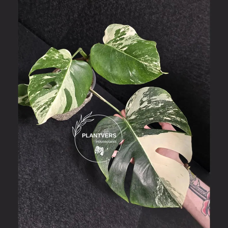 Variegated Monstera Albo - Rare White Monstera Borsigiana - EXACT Same Plant - US Seller