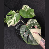 Variegated Monstera Albo - Rare White Monstera Borsigiana - EXACT Same Plant - US Seller
