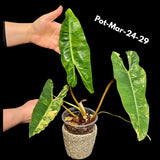 Variegated Billietiae Philodendron Live Plant