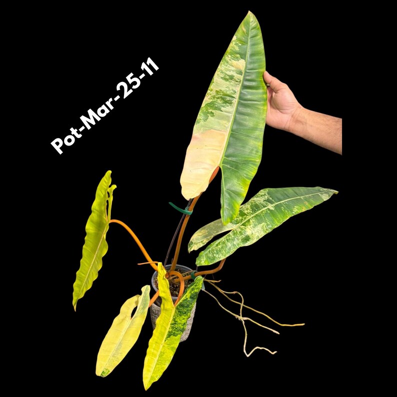 Indoor Plant