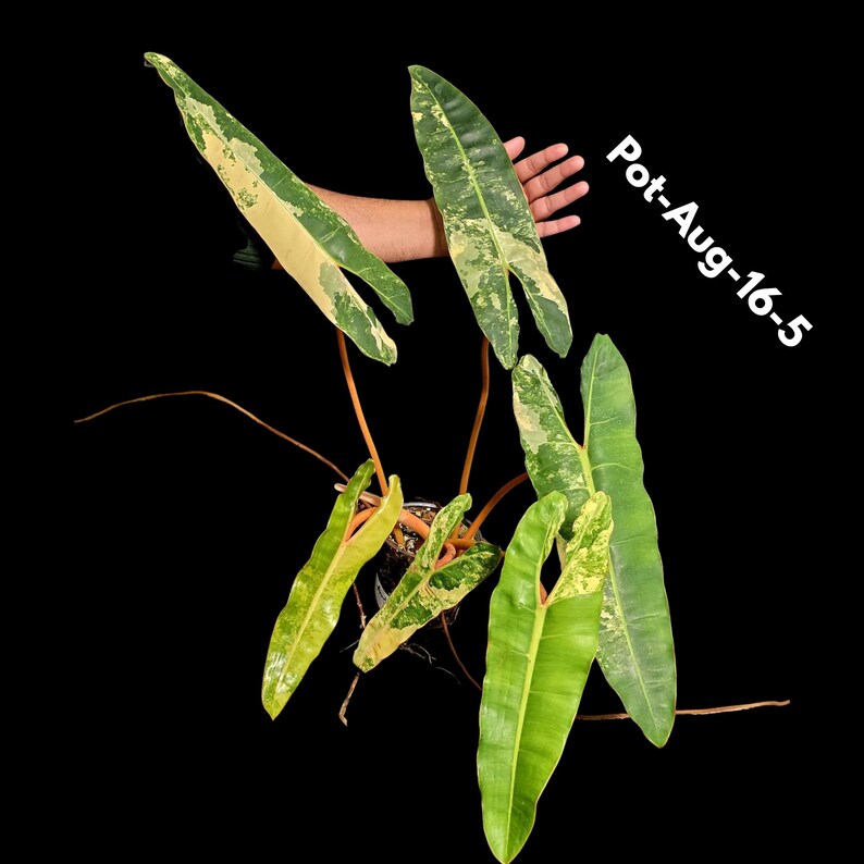 Big Leaf Rare Unique Plant