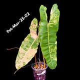 Aroid Plants