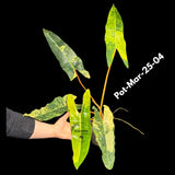 Philodendron