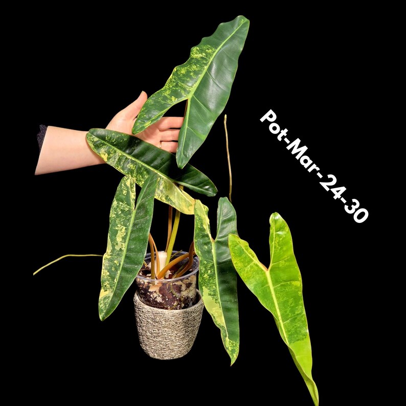 plant online