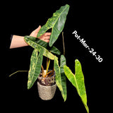 plant online