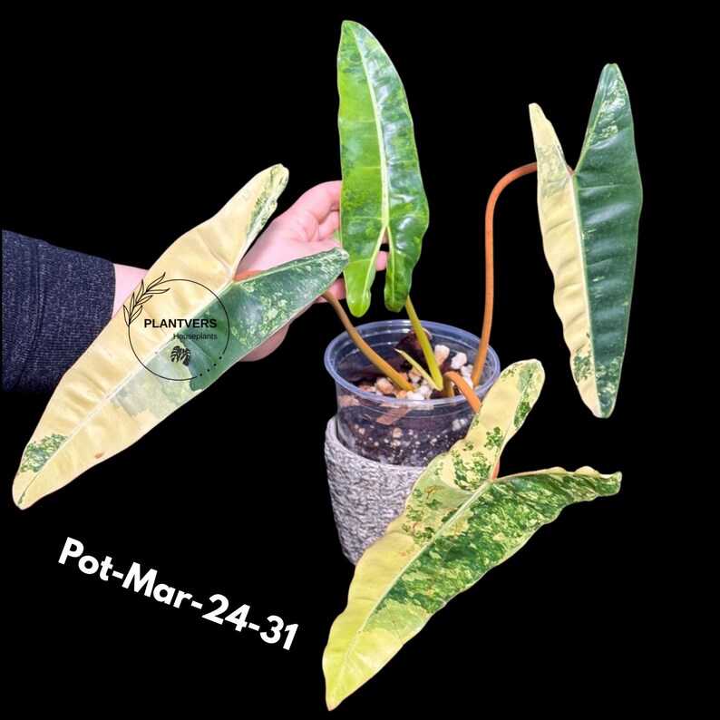 super rare plants