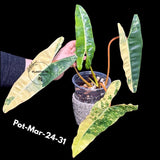 super rare plants