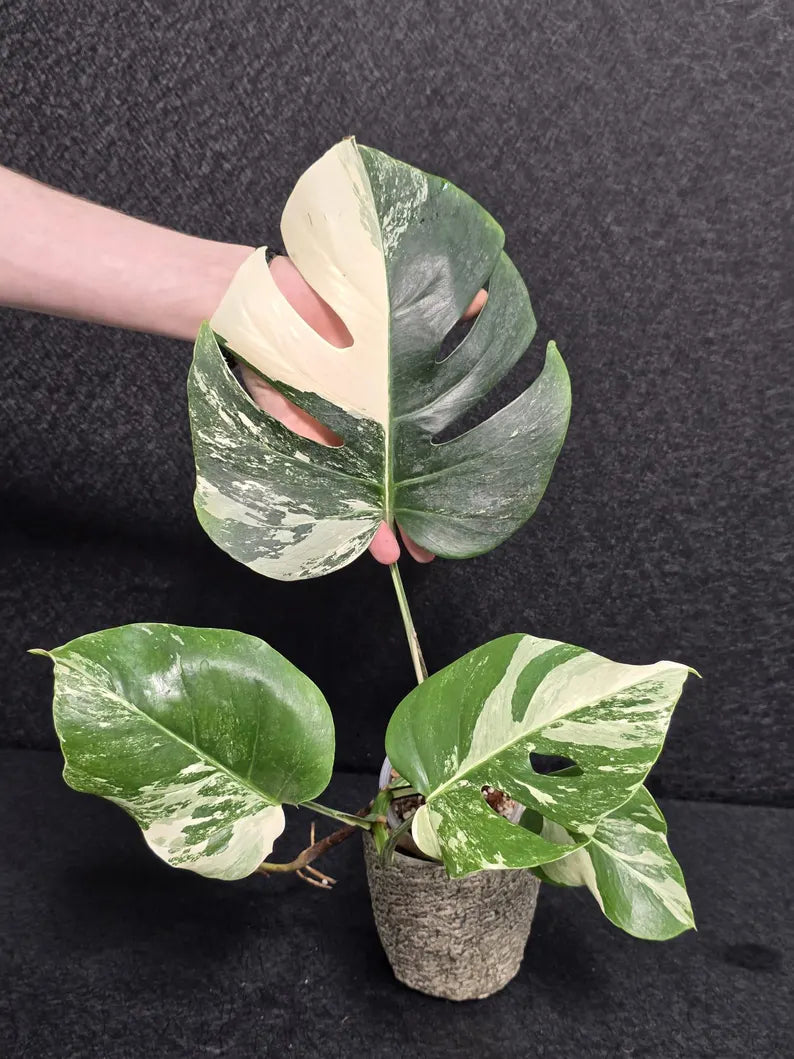 Variegated Monstera Albo - Rare White Monstera Borsigiana - EXACT Same Plant - US Seller
