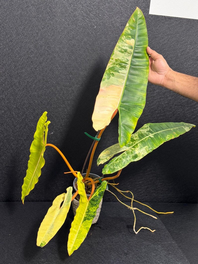 Variegated Billietiae Philodendron Live Plant - Super Rare Collector Plant - Big Leaf Rare Unique Plant - Exact Same Plant - US Seller