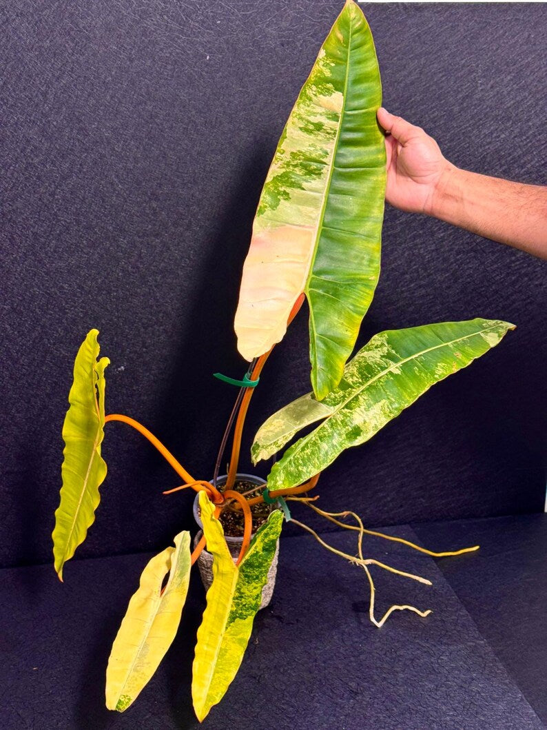 Variegated Billietiae Philodendron Live Plant - Super Rare Collector Plant - Big Leaf Rare Unique Plant - Exact Same Plant - US Seller